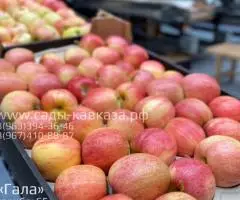 Оптовая продажа яблок разных сортов и калибров - 4