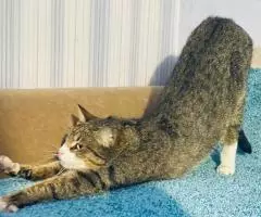 Скромная и нежная Пиаф. - 3