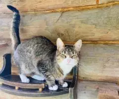 Скромная и нежная Пиаф. - 4