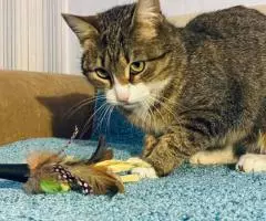 Скромная и нежная Пиаф. - 5