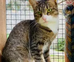 Скромная и нежная Пиаф. - 6