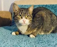 Скромная и нежная Пиаф. - 7