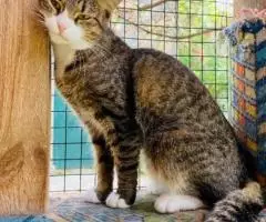 Скромная и нежная Пиаф. - 8