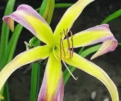 Саженцы многолетников для сада и дачи в интернет-магазине Сады-Эдема - 2