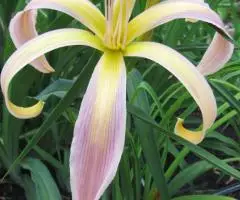 Саженцы многолетников для сада и дачи в интернет-магазине Сады-Эдема - 3