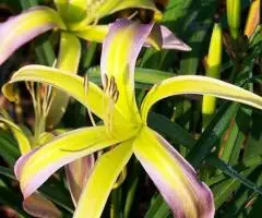 Саженцы многолетников для сада и дачи в интернет-магазине Сады-Эдема - 4