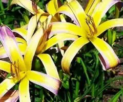 Саженцы многолетников для сада и дачи в интернет-магазине Сады-Эдема - 5