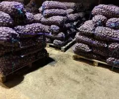 Картофель 35-45 оптом от производителя - 3