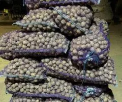 Картофель 35-45 оптом от производителя - 4