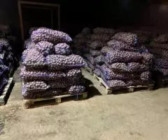 Картофель 35-45 оптом от производителя - 5