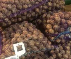 Картофель 35-45 оптом от производителя - 6