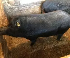 Поросята - 2