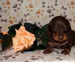 Таксы мини - шоколадные щенки - 2