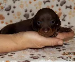 Таксы мини - шоколадные щенки - 3