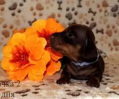 Таксы мини - шоколадные щенки - 4