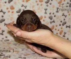 Таксы мини - шоколадные щенки - 5