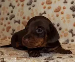 Таксы мини - шоколадные щенки - 6