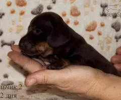 Таксы мини - шоколадные щенки - 7