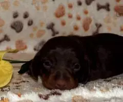 Таксы мини - шоколадные щенки - 8