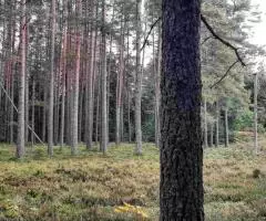 Крепкий домик на эстонском хуторе в хвойном лесу под Старым Изборском - 3