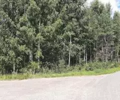 Уютный участок 30 соток в березовой роще под Псковом в СНТ Ветеран - 7