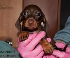 щенки Таксы - Шоколадная миниатюра - 2