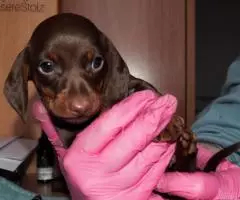 щенки Таксы - Шоколадная миниатюра - 3