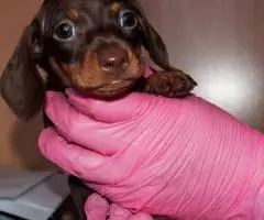 щенки Таксы - Шоколадная миниатюра - 4