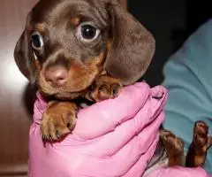 щенки Таксы - Шоколадная миниатюра - 5