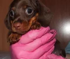 щенки Таксы - Шоколадная миниатюра - 6