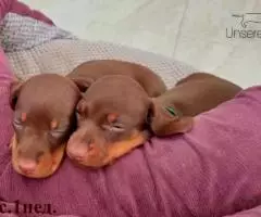 щенки Таксы - Шоколадная миниатюра - 7