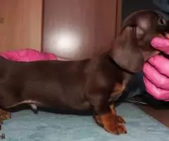 щенки Таксы - Шоколадная миниатюра - 8