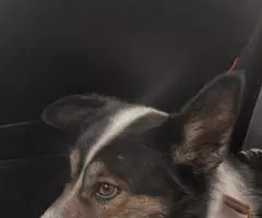 Собака Булочка ищет дом! 4 года, ласковая - 2