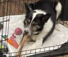 Собака Булочка ищет дом! 4 года, ласковая - 3