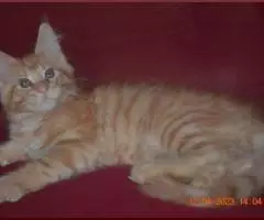 Великолепные котята мейн-кун из питомника - 2
