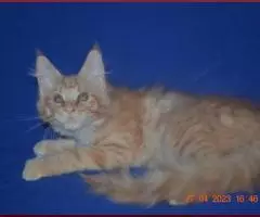 Великолепные котята мейн-кун из питомника - 3