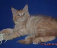 Великолепные котята мейн-кун из питомника - 4