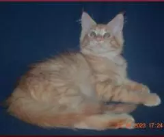 Великолепные котята мейн-кун из питомника - 5