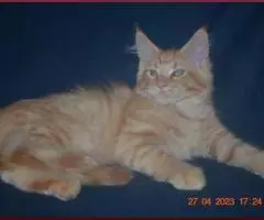 Великолепные котята мейн-кун из питомника - 6