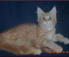 Великолепные котята мейн-кун из питомника - 7