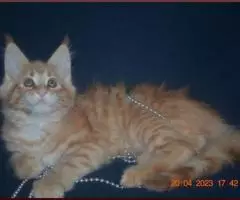 Великолепные котята мейн-кун из питомника - 8