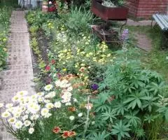 Продаю Дачу для проживания - 7