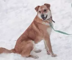 Нежный пес Линч - 2