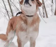 Нежный пес Линч - 3