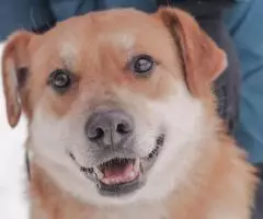 Нежный пес Линч - 4