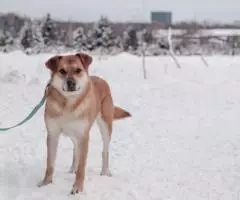 Нежный пес Линч - 5