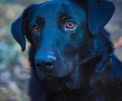 Преданный и любящий пес Тим - 5