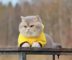 Британские кошки и котята - 2