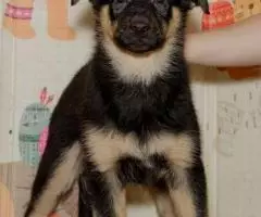 Щенок Лара ищет семью - 2