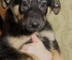 Щенок Лара ищет семью - 3